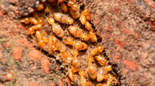 Marseille zones termites 2025