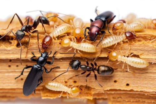 Diagnostic immobilier termites : éviter la clause suspensive