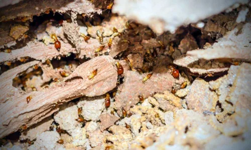 Diagnostic termites Aubagne