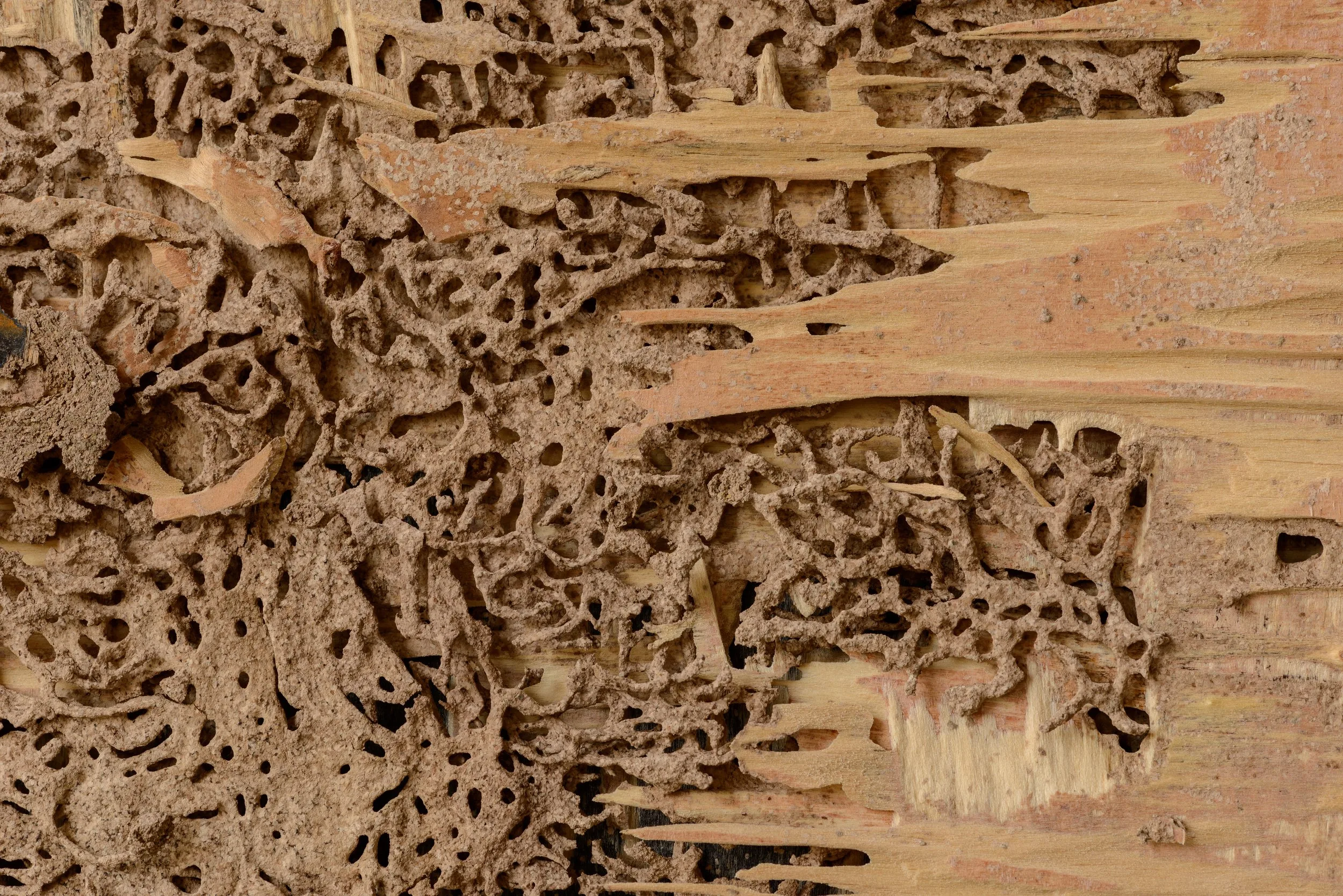 Diagnostic termites Toulon