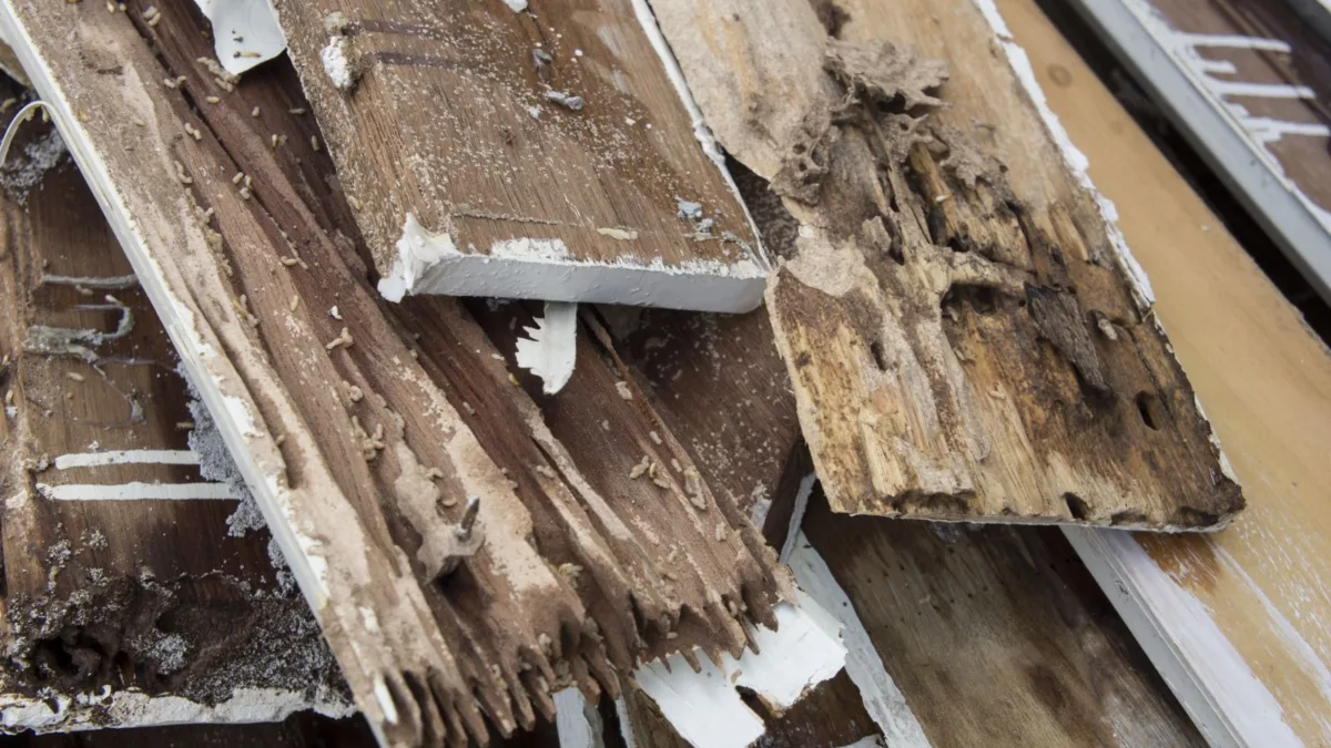 Diagnostic immobilier termites