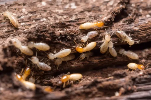 Diagnostic termites : zones à risque 2026 et coût du traitement